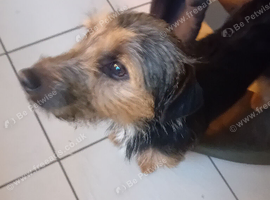Jack Terrier