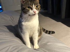 Female cat