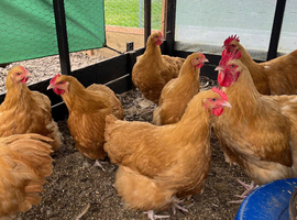 Buff Orpington chickens