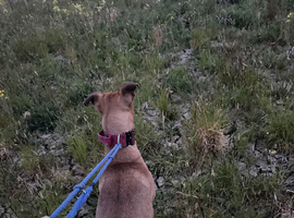 bull grey x belgian malinois