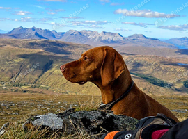 KCreg Vizsla puppies