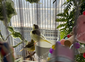 Canaries