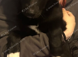 5 loving collie pups 11 weeks