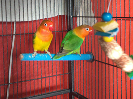 2 peach faced love birds and cage