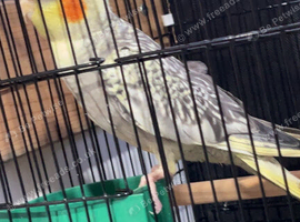 Young cockatiels