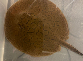 super hybrid het stingray