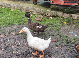 Four Female ducks available to good homes