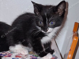 2 BOYS LEFT!..READY NOW 6 KITTENS!!
