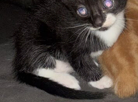 Black and white kitten