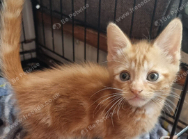 Beautiful ginger boy