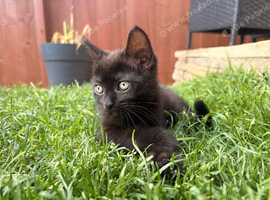 2 kittens looking for new homes