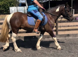 13.3hh Cob x American Paint