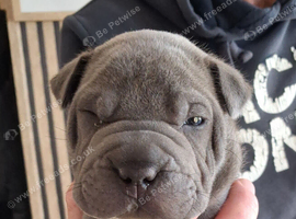 Staffy x sharpei