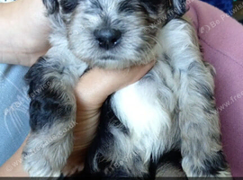 Shihtzu - miniature poodle =shoodles