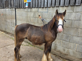 Chocolate dun yearling