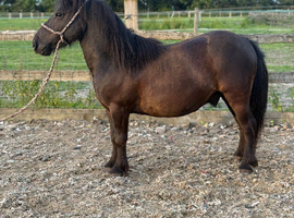 Standard shetland 3 year old gelding