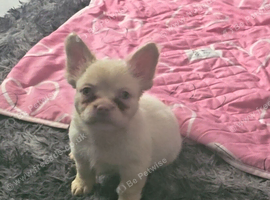 Fluffy french bulldogs