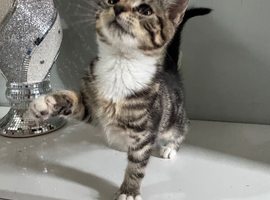 Kitten female 10 weeks