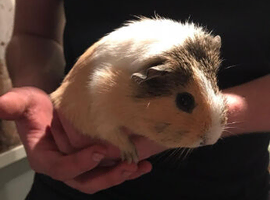Baby Guinea pigs