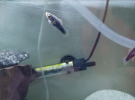 Swordtails
