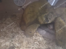 Ghost cornsnake with full Set up