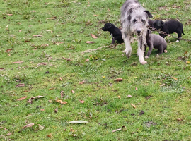 F2 beddy wippet puppies