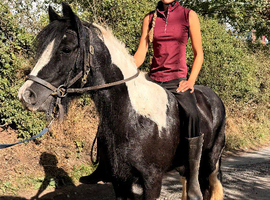 Heavy cob mare
