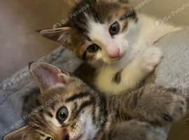 Kittens