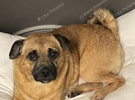 Patterdale pug