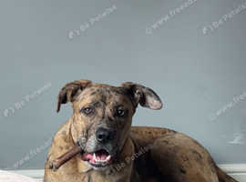German shepherd cross American bulldog