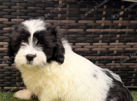 Lhasa apso boy for sale! Ready now.