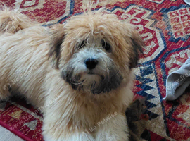 Lasachon pup