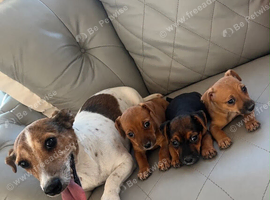 Adorable Jack Russell puppies