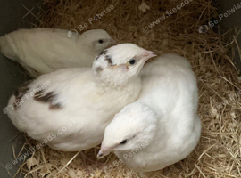 3 jumbo white female quails for &pound;40