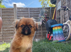 Pekingese for sale