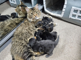 Mainecoon &times; Siberian
