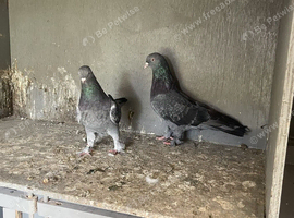 I have. Same pigeons. For sale