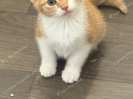 6 lovely kittens left for new homes