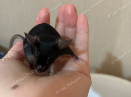 Black Tan line Mice