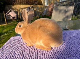Purebred Fawn Mini Rex Doe available