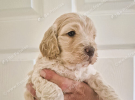 F1 Gorgeous Cokapoos Mother poodle (small to medium in size ) & Father cocker spaniel (small to medium size)
