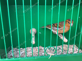Siskin x canary mule CYB