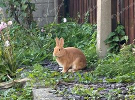 Ginger neutered / vaccinated dwarf mix rabbit 13 weeks