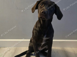 5month old Lab x spaniel