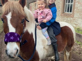 12.2 pony for sale