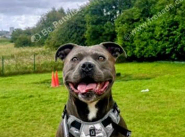 Blue Staffordshire bull terrier for stud