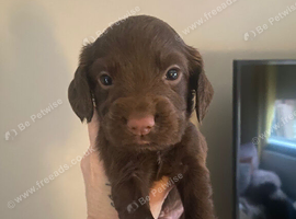 Cocker spaniel puppies