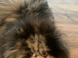 Alaskan Blue Adult Female Pomeranian KC registered