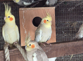 Cockatiel