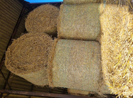 Round bales of straw